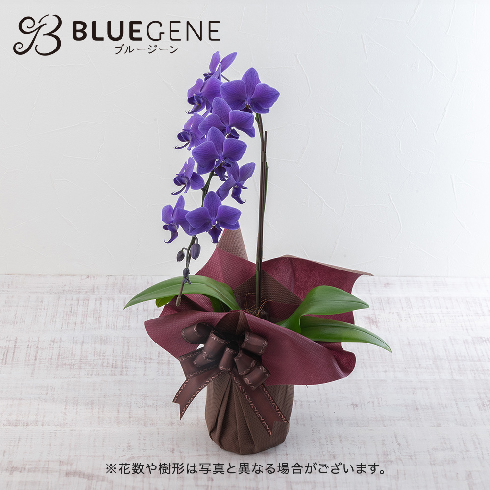 青色胡蝶蘭「Blue Gene (ブルージーン）」ミディサイズ1本立ち | 花