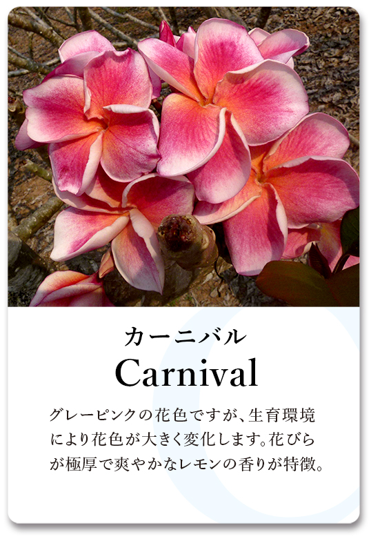 PLUMERIA GUIDE＜プルメリア図鑑＞ | サイタマ プルメリアフェスティバル