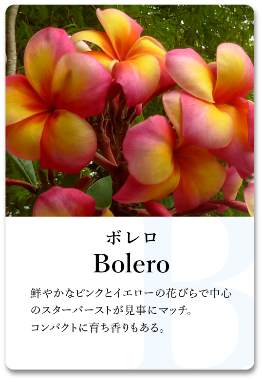 PLUMERIA GUIDE＜プルメリア図鑑＞ | サイタマ プルメリアフェスティバル