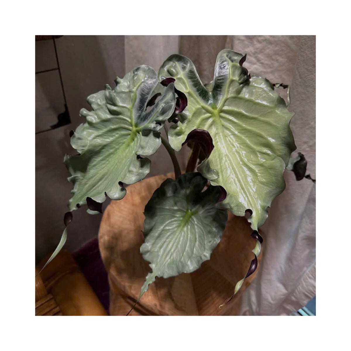 希少】アロカシア 'ベノム(ヴェノム)' 順化済み – RARE PLANTS JAPAN