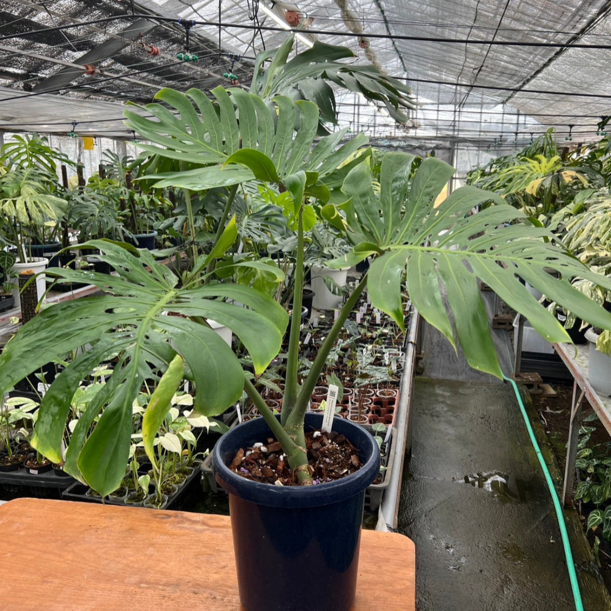 コレクション】モンステラ デリシオーサ 'マクロコズム'親株 – RARE