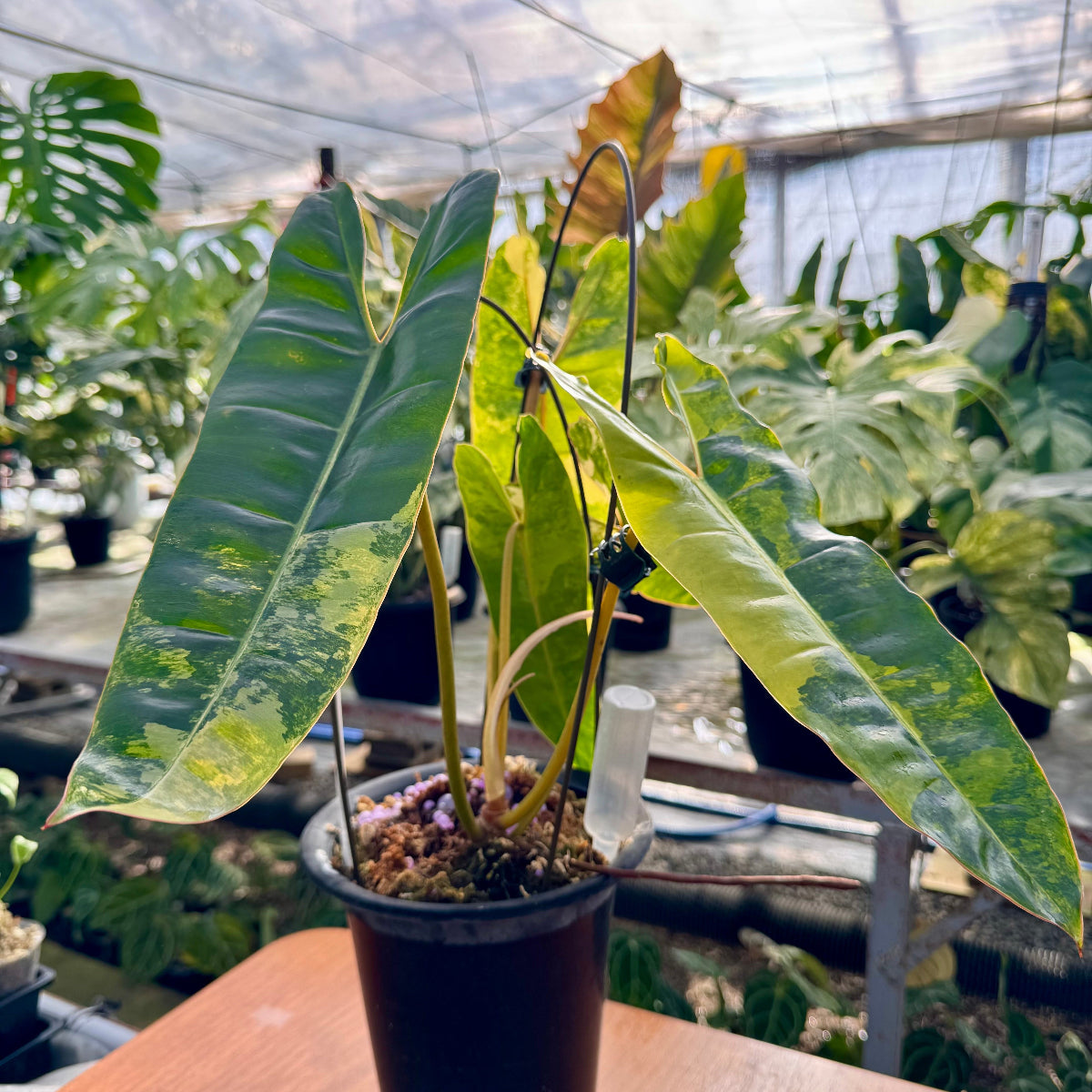 コレクション】フィロデンドロン・ビレッティア 斑入り 親株サイズ