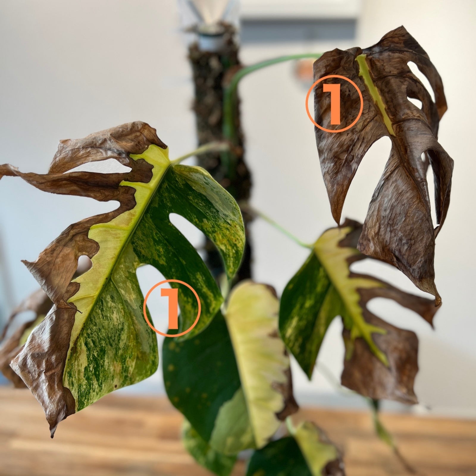 新芽予約販売】モンステラ・デリシオーサ var. ボルシギア 'オーレア