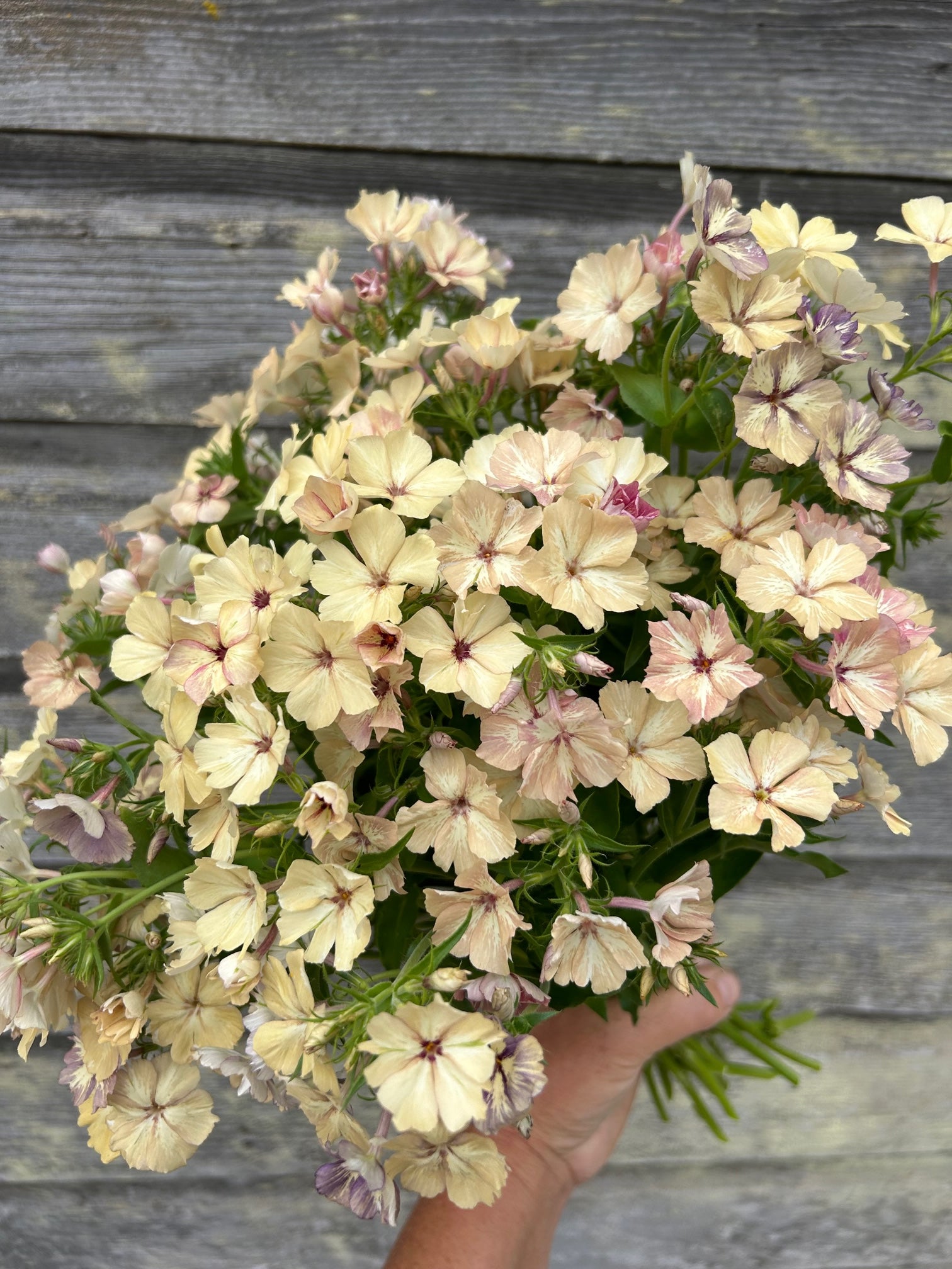 Phlox - Creme Brulee – The Farmhouse Flower Farm