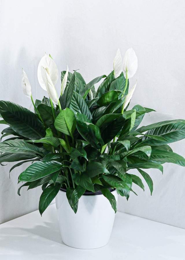 Peace lily / Spathiphyllum (10