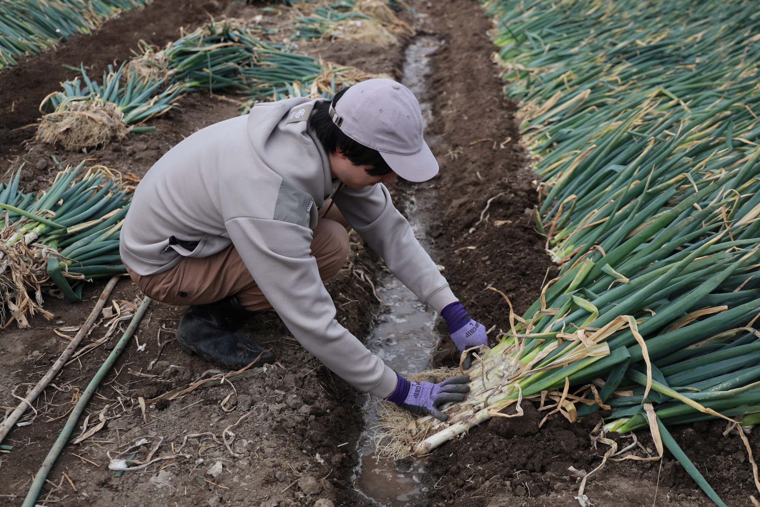 受け継がれる仙台発祥の伝統野菜 「曲がりネギ」 | とれたて仙台 仙台