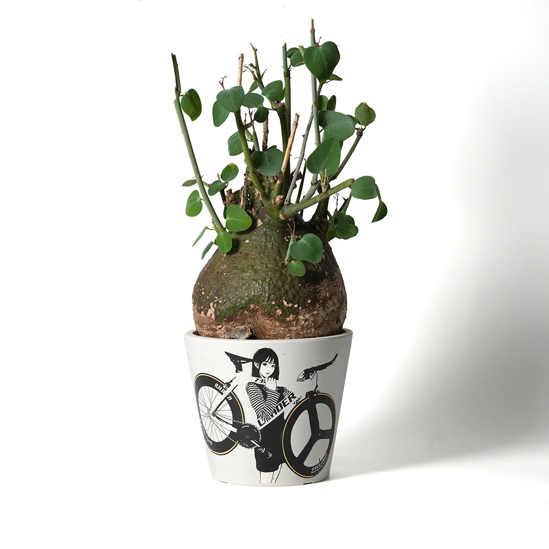 Adenia spinosa – VALIANT GALLERY ONLINE