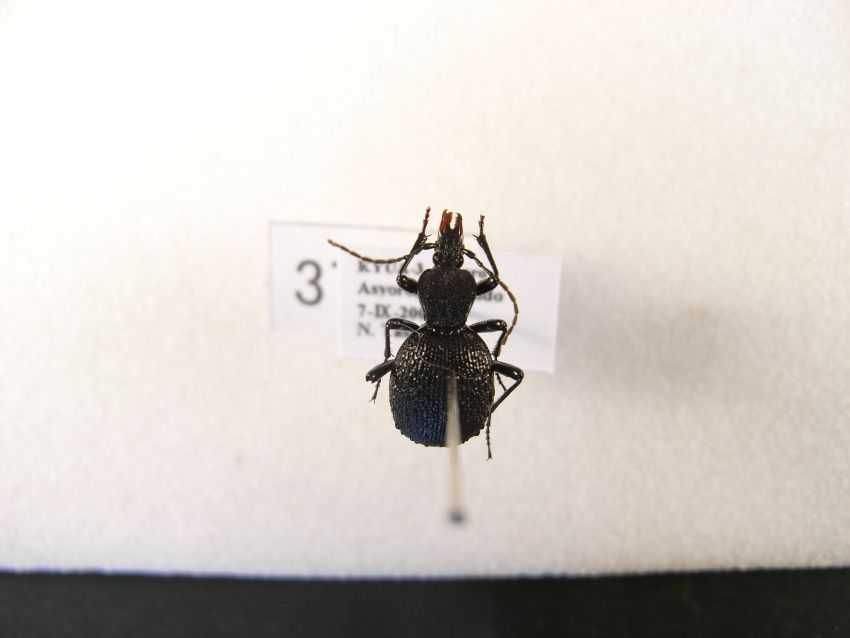 甲虫：分類：セダカオサムシ