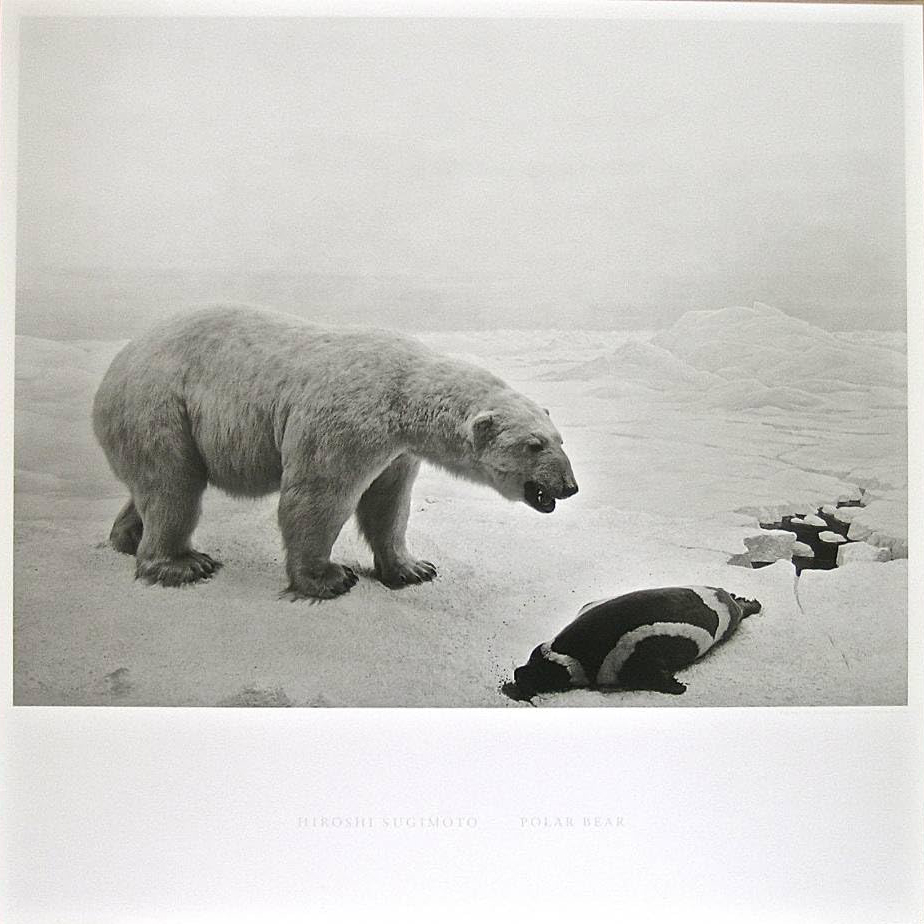 シロクマ (ポスター)Polar Bear (poster)|杉本博司Hiroshi Sugimoto