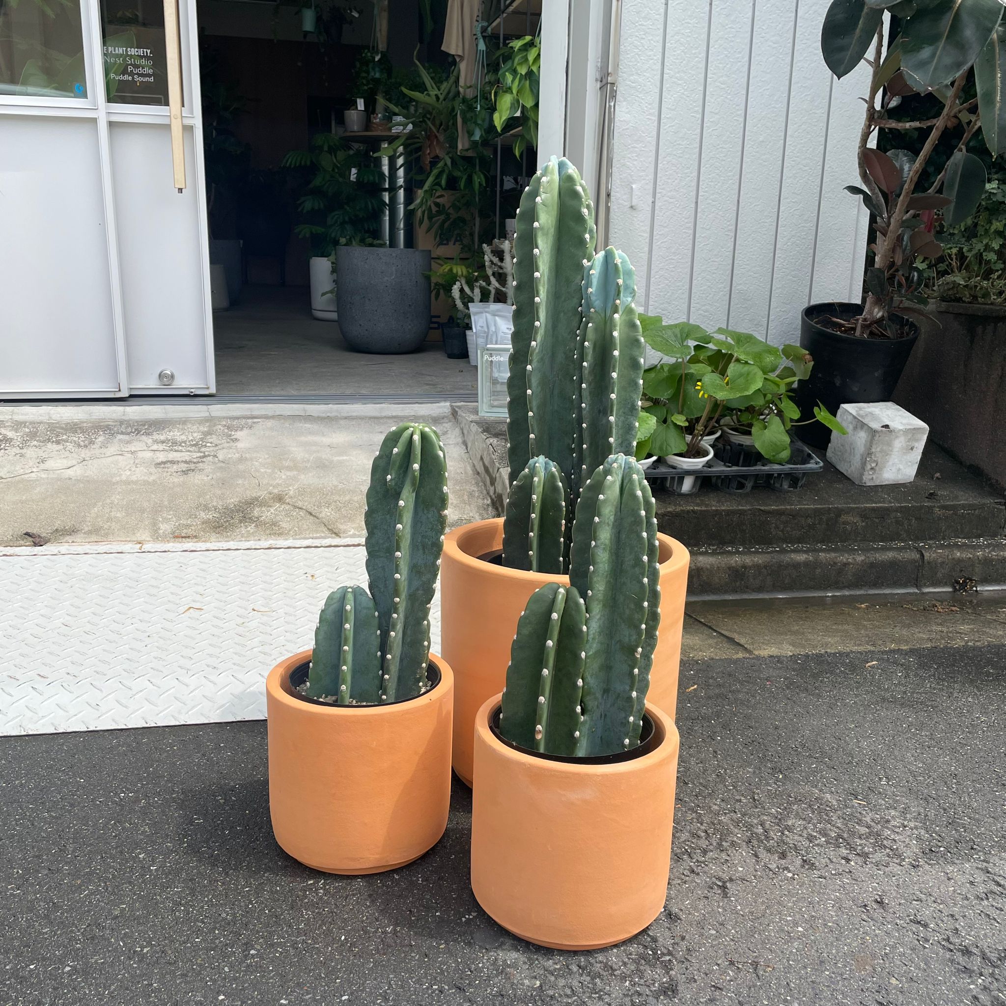 柱サボテン・雷神閣 I インドアプランツ I プラントソサエティ