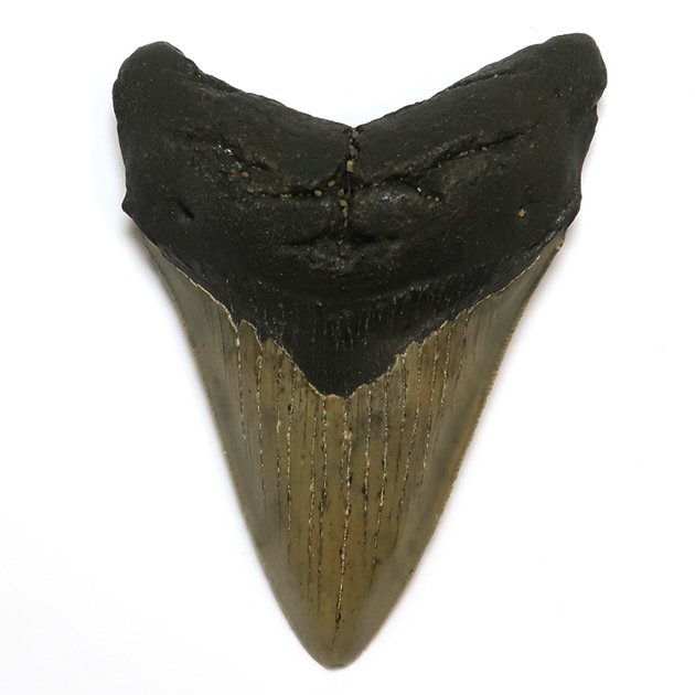 サメの歯化石（Carcharodon）｜化石販売・鉱物販売の東京サイエンス