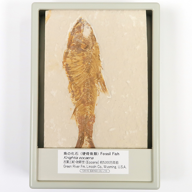 魚の化石（Green River Fm.）｜化石販売・鉱物販売の東京サイエンス