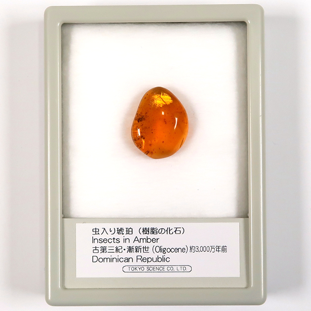 虫入り琥珀（Insects in Amber）｜化石販売・鉱物販売の東京サイエンス