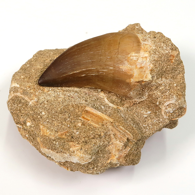 モササウルスの歯 化石 約7000万年前 モササウルスの歯 化石 約7000万年前