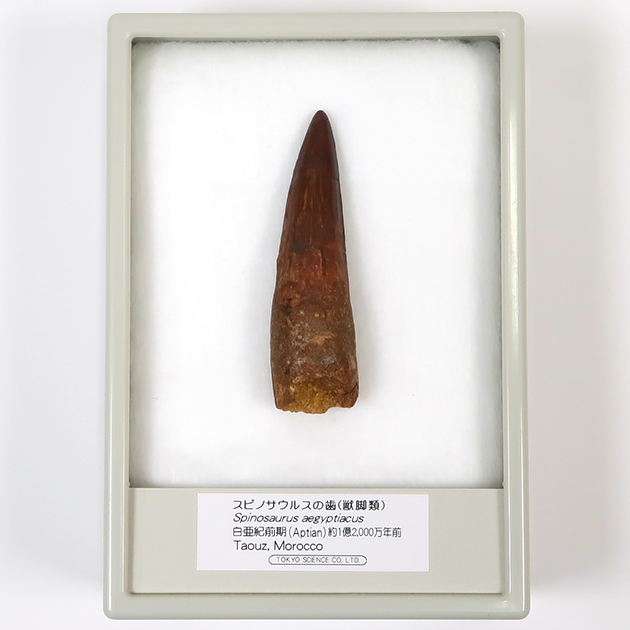 スピノサウルスの歯（Spinosaurus）｜化石販売・鉱物販売の東京サイエンス