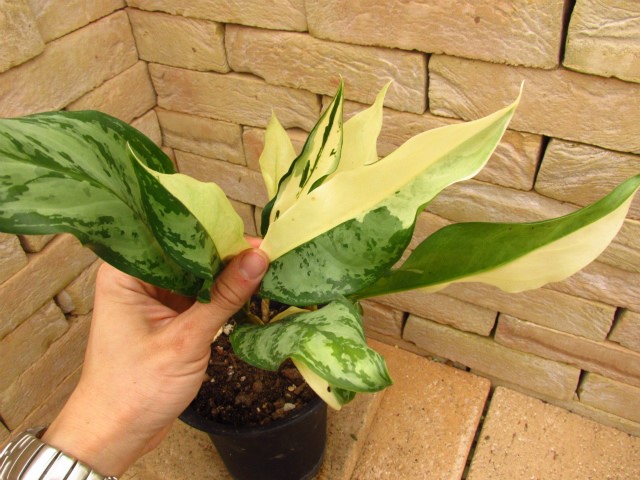 アグラオネマ・コンムタツム バリエガータ 極美個体の親株 | 希少植物