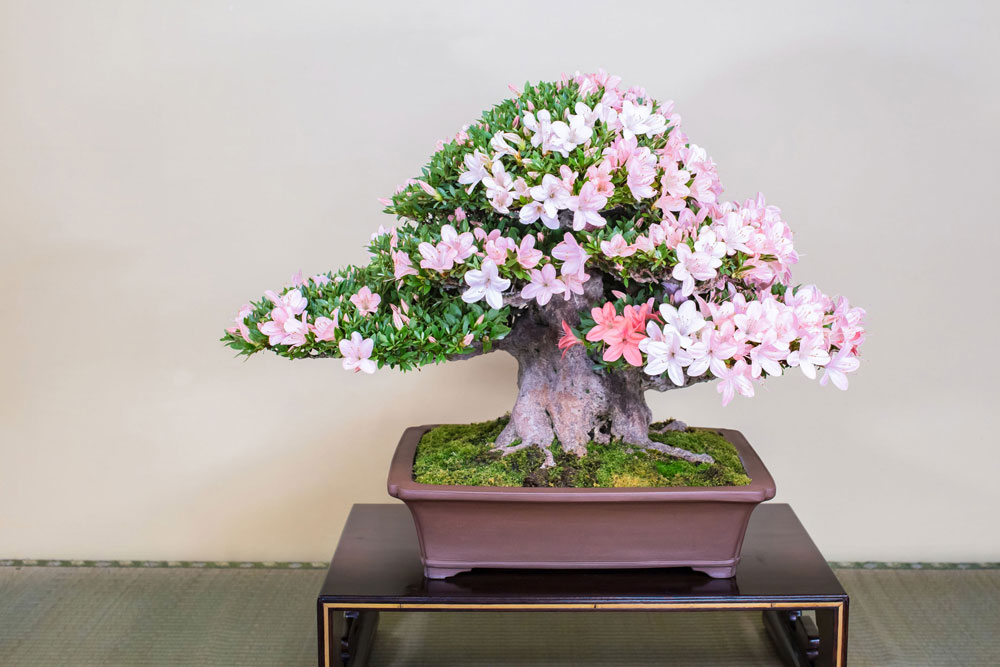 日光（にっこう）｜皐月盆栽 ｜ 盆栽芸術家・秋山実（BONSAI Artist