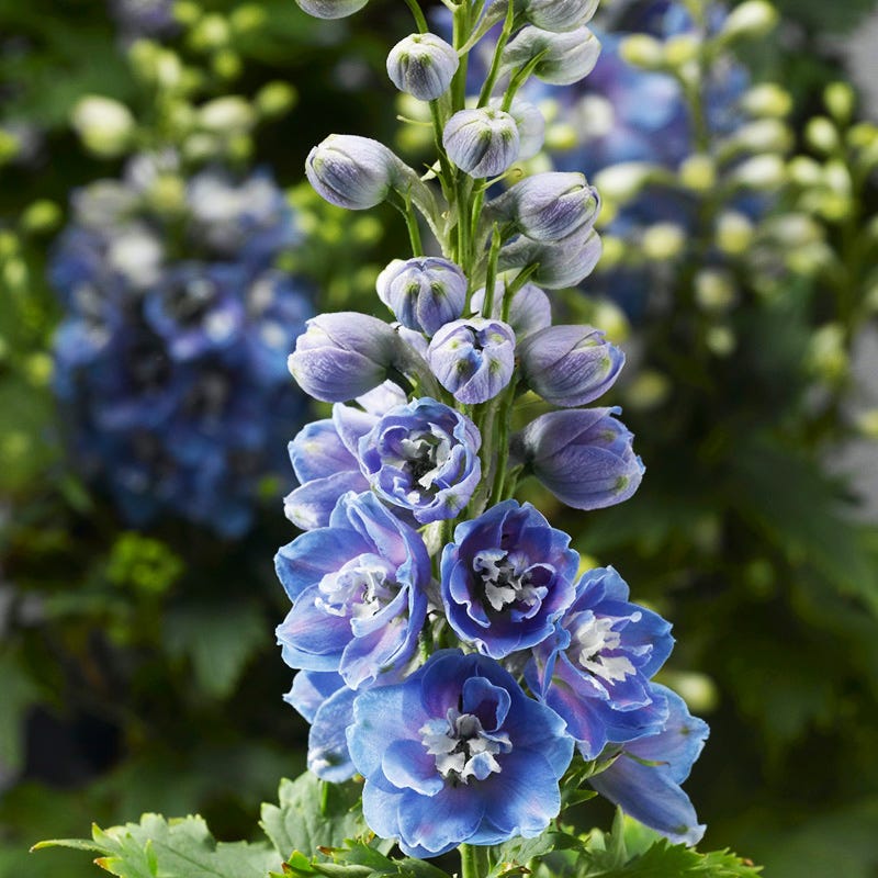 邦楽 Ruiza / delphinium 邦楽 Ruiza / delphinium Delphinium