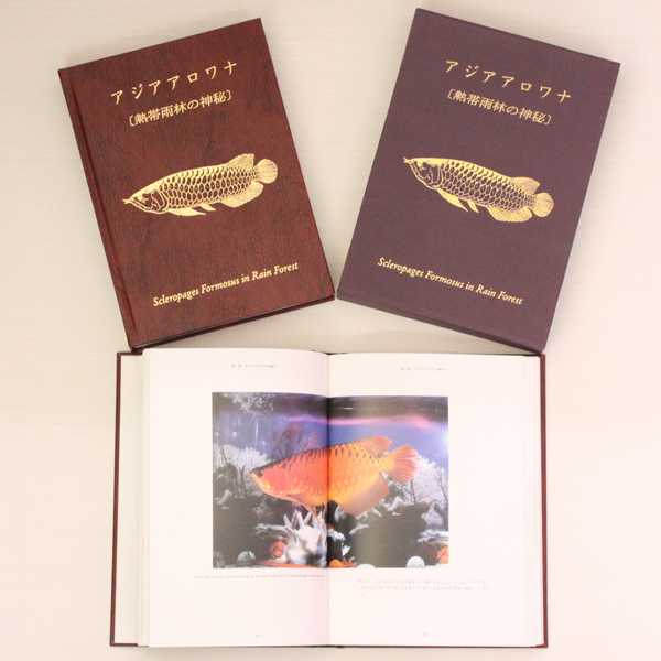 アジアアロワナ熱帯雨林の神秘特価販売【アジアアロワナ専門店