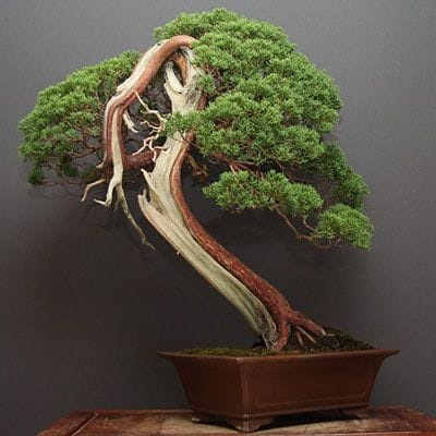 山採り真柏 大品盆栽 樹齢80年の一点物盆栽を販売｜盆栽妙 – 盆栽妙 本店