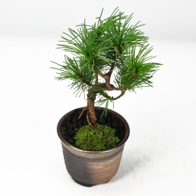 那須五葉松の盆栽を販売｜盆栽妙 – 盆栽妙 本店