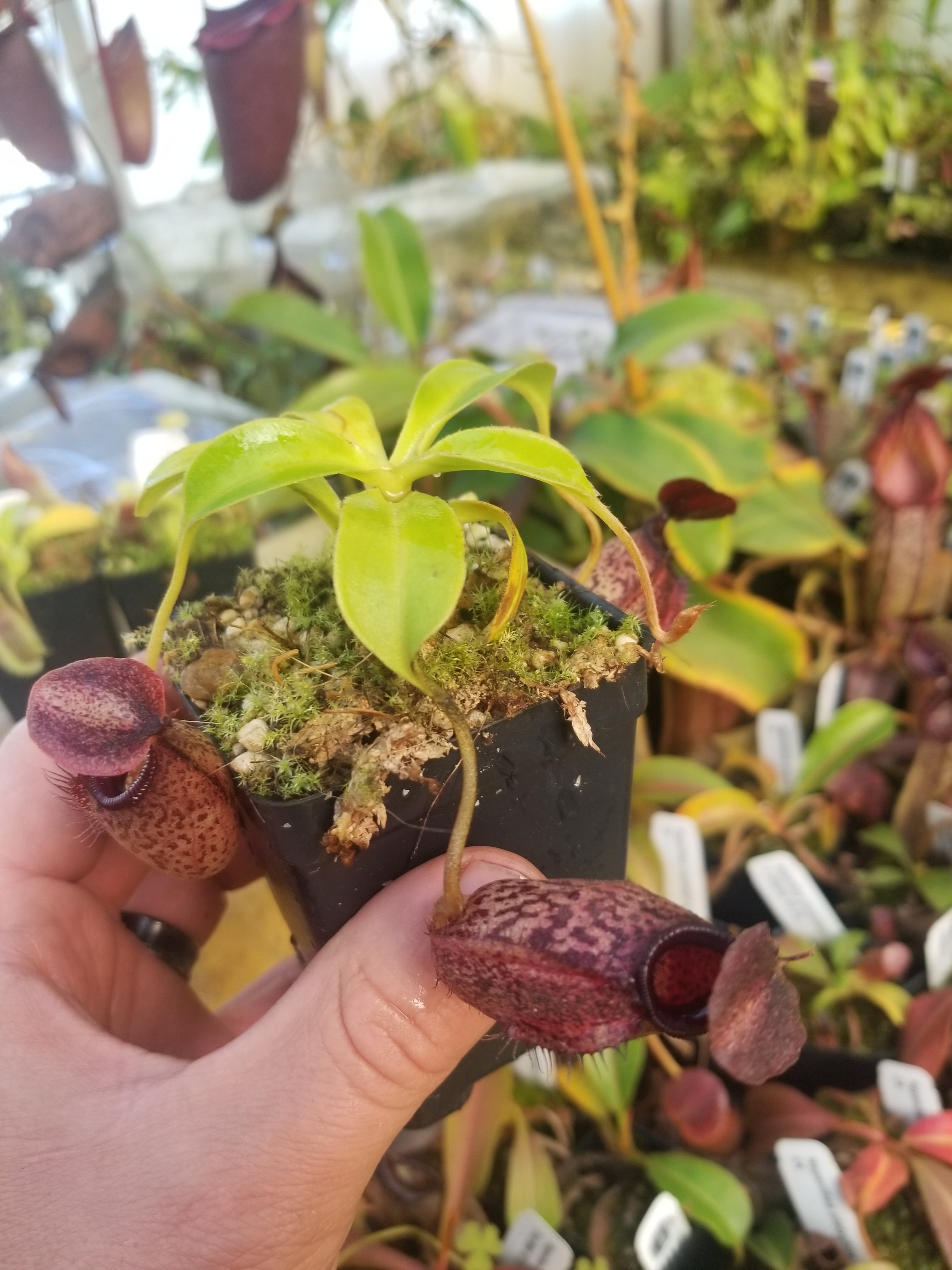 Nepenthes aristolochioides x robcantleyi – Carnivero