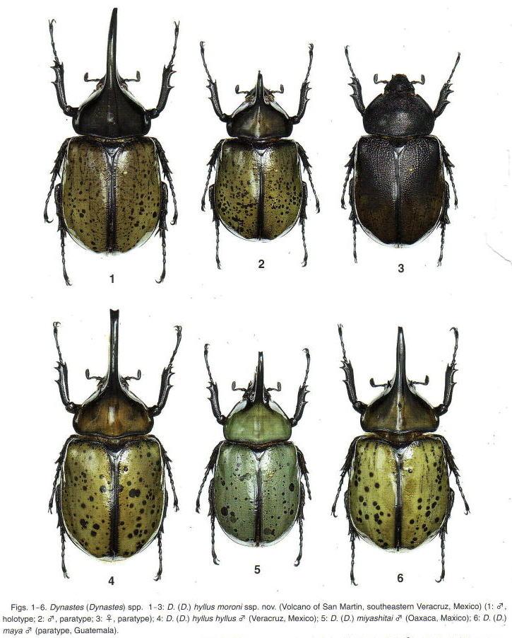 モロンオオカブト モロンシロカブト：クワガタムシ・カブトムシの