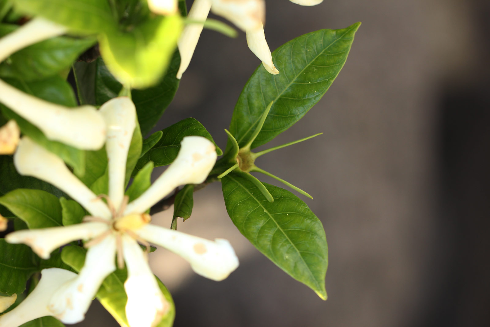 お花の写真集 / クチナシ(梔子)