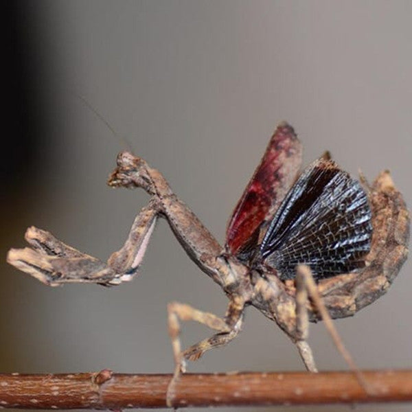 オオカレエダカマキリ – GreenYa