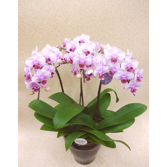 ミディ胡蝶蘭（ミニ胡蝶蘭） ランラン 商品詳細 胡蝶蘭【グリーン