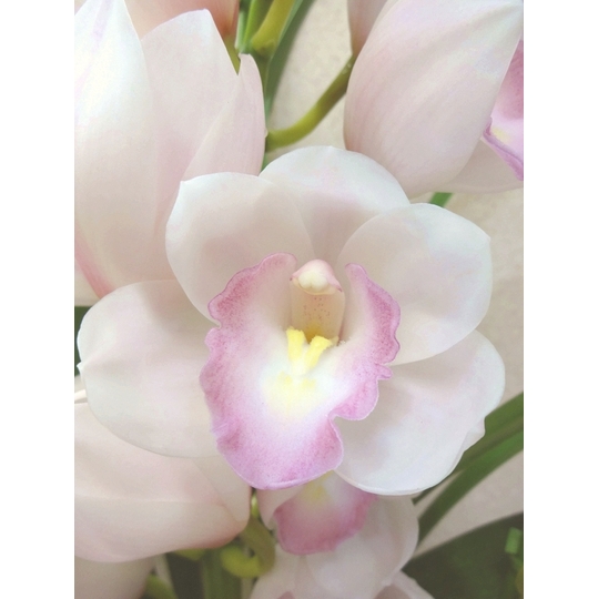 シンビジューム『マリーローランサン クイーン』 プレミアム4F 商品