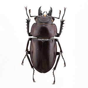 ヤエヤママルバネクワガタ | 【標本ナビ】多様性生物希少標本ネットワーク