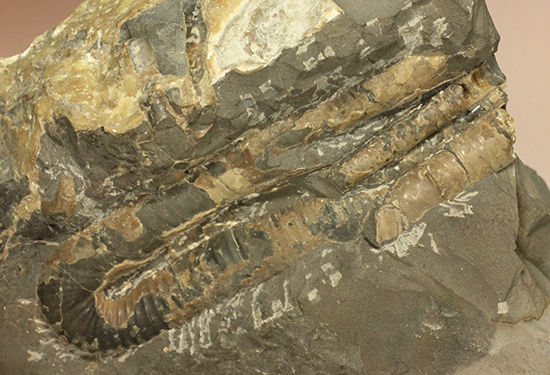 異常巻きアンモナイト、北海道産ポリプチコセラス アンモナイト 販売