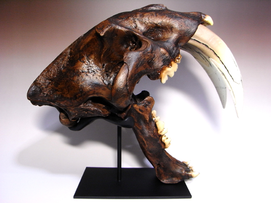 恐竜没後の百獣の王：サーベルタイガーのレプリカ（アンティーク