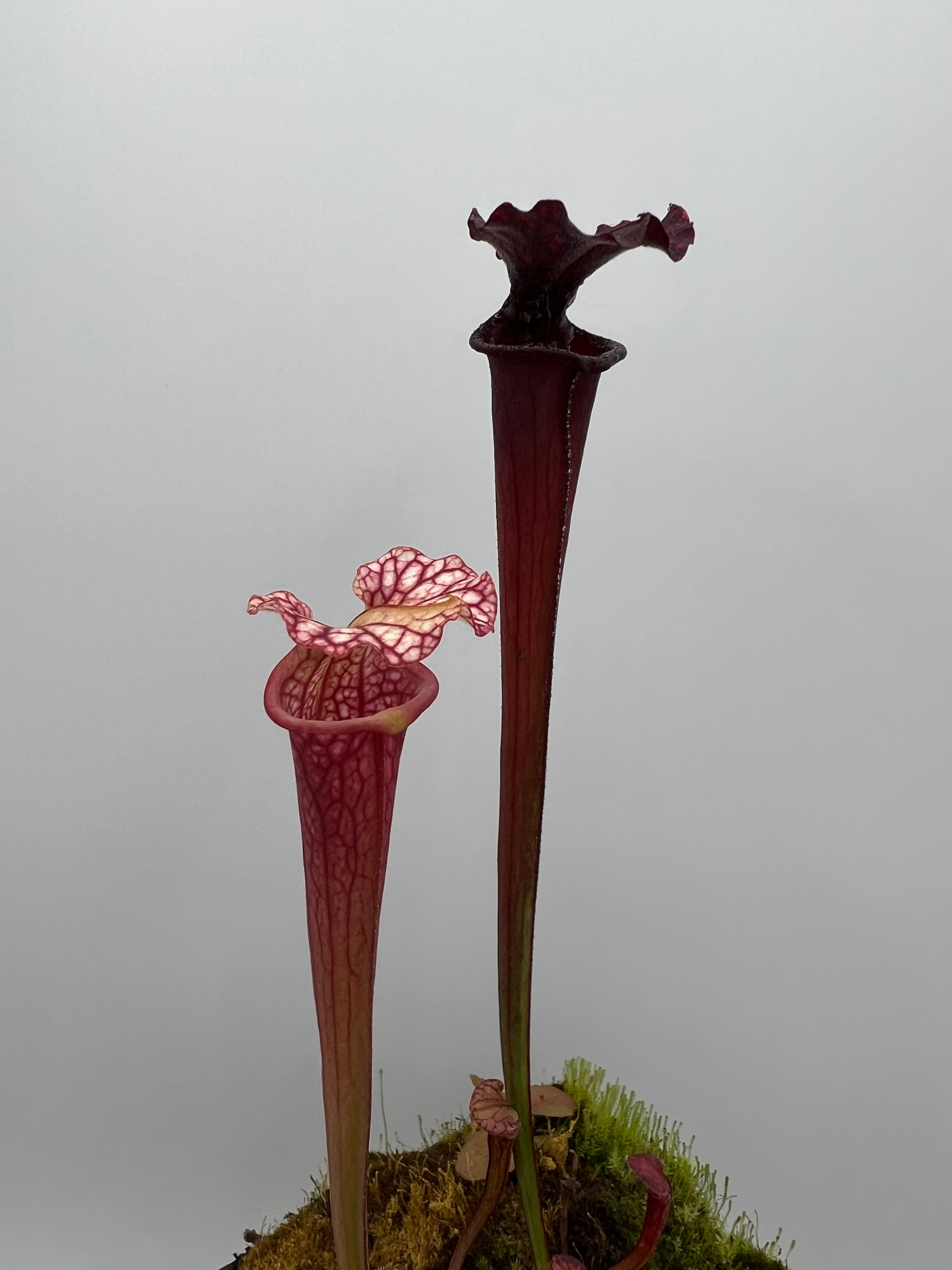Sarracenia 'Purple Lips' x flava var. rubricorpora (Liberty Co, FL