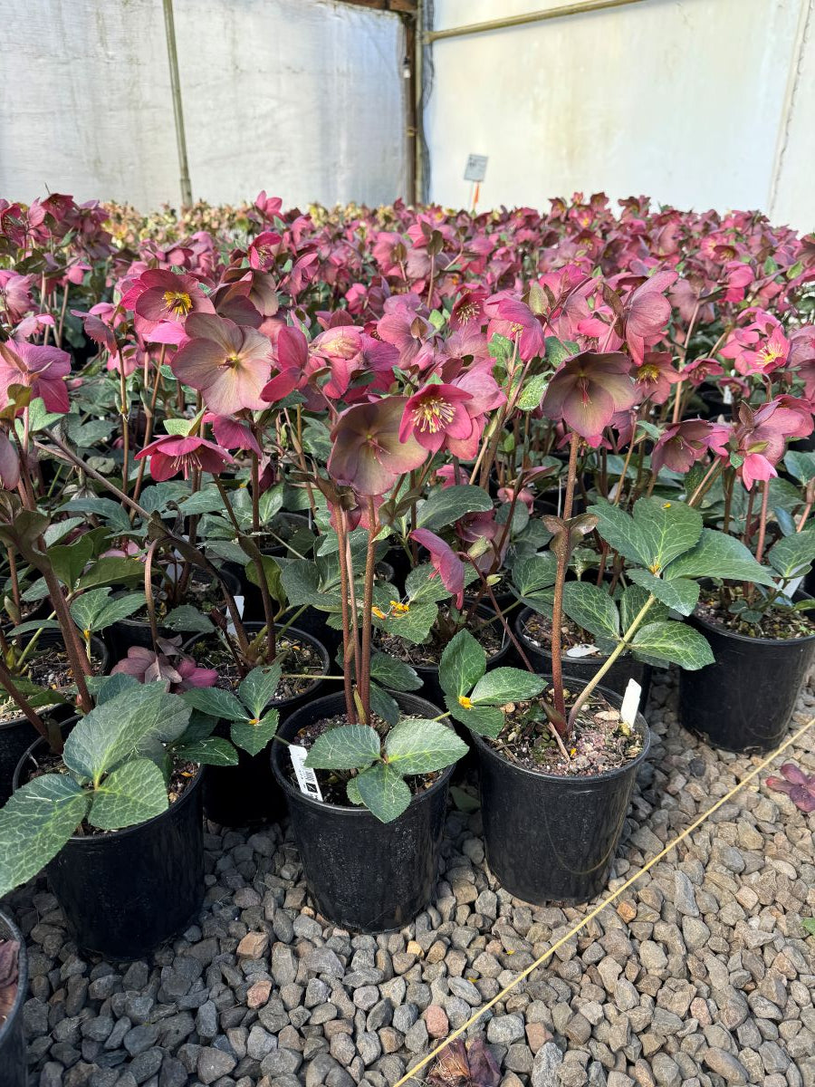 Helleborus HGC® ICE N' ROSES® 'Mindy Marble' – Loen Nursery, Inc.