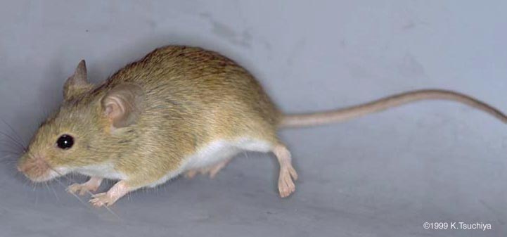 マウス画像データベース