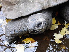 みさとワールド夢見ヶ崎動物公園 アルダブラゾウガメ
