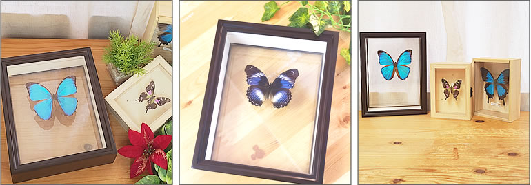 ガラスケースフレームリニューアルのご案内 , お知らせ , 蝶の標本