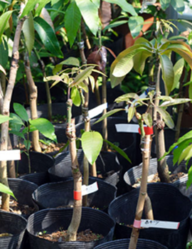 幻のキーツマンゴーの苗（接木苗） - おきむん