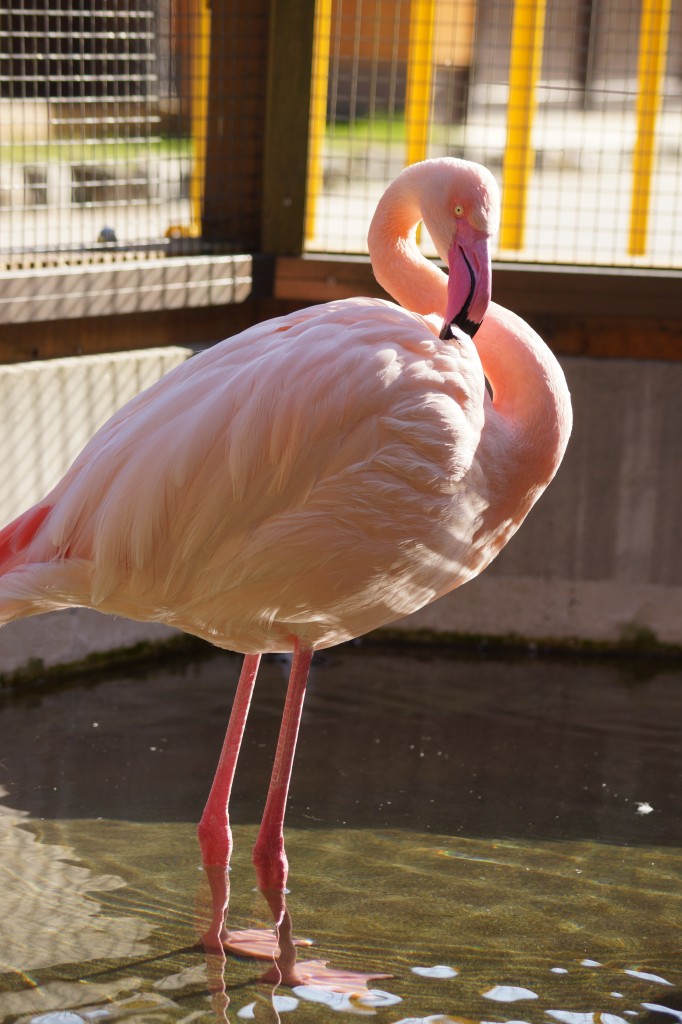 チリーフラミンゴ | 大内山動物園【公式ホームページ】