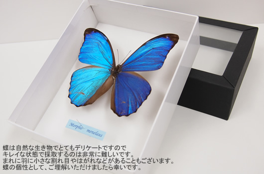 メネラウスモルフォ , タグ「モルフォ」 , 蝶の標本 販売・通販の