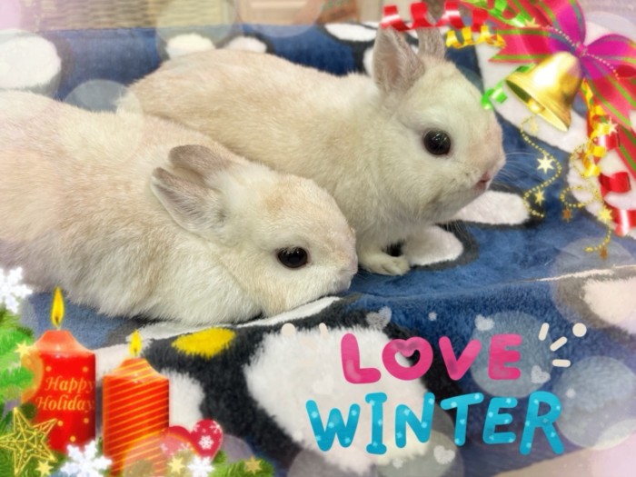 ネザーランドドワーフ（フォーン）のペチカが！3羽出産しました