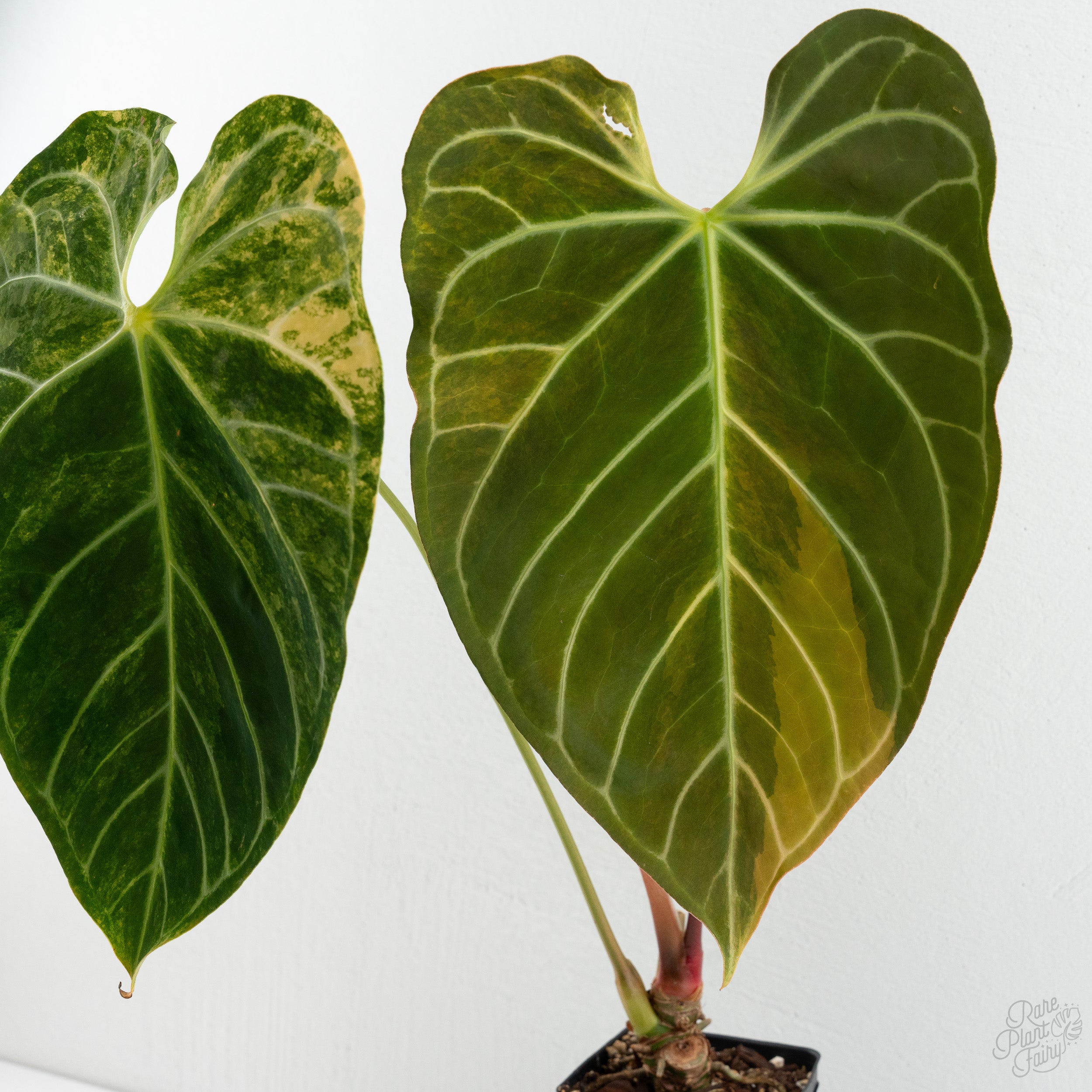 Anthurium Crystallinum variegated (wk8-UF) – Rare Plant Fairy