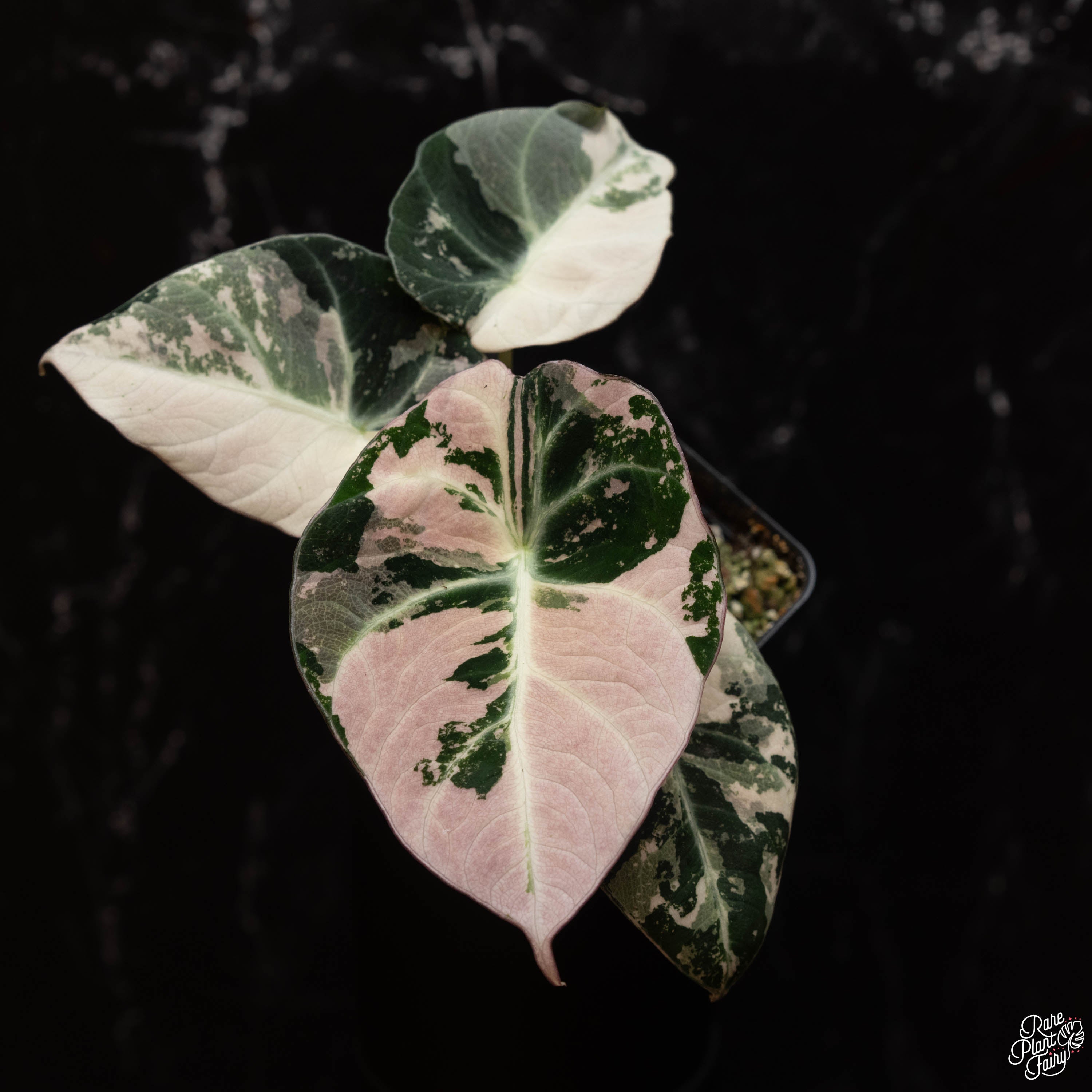 Alocasia 'Black Velvet' pink variegated *Grower's Choice* – Rare