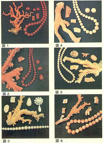 珊瑚とシェルカメオの話 | 水産無脊椎動物研究所