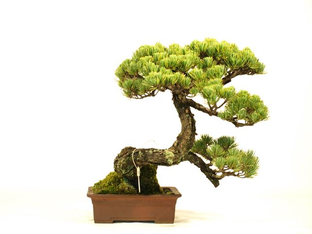 五葉松盆栽 懸崖 No.a8-3 | 五葉松 専門盆栽園 松風園(しょうふうえん