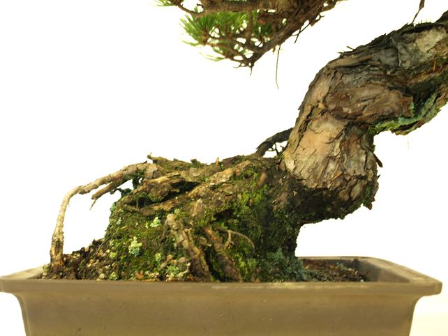 五葉松盆栽 斜幹 No.a9-33 | 五葉松 専門盆栽園 松風園(しょうふうえん