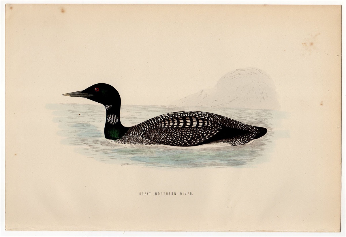 1870年 Morris 英国鳥類史 アビ科 アビ属 ハシグロアビ GREAT NORTHERN