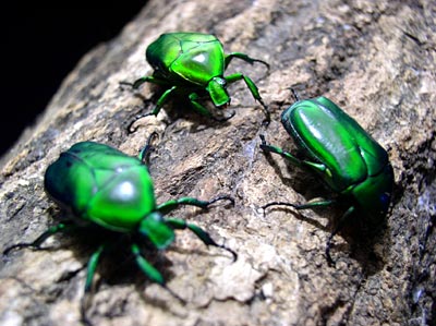 Japanese Flower Beetles-1 (日本産ハナムグリ)